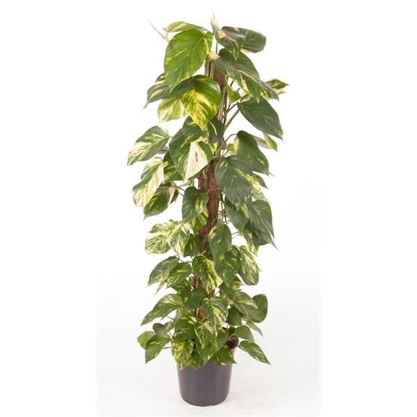 SCINDAPSUS PINNATUM