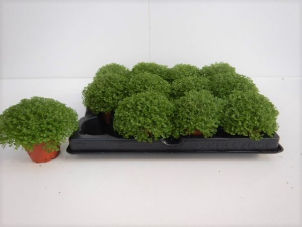 SELAGINELLA APODA