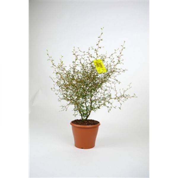 SOPHORA LITTLE BABY