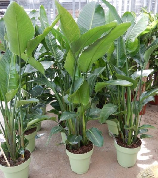 STRELITZIA NICOLAI