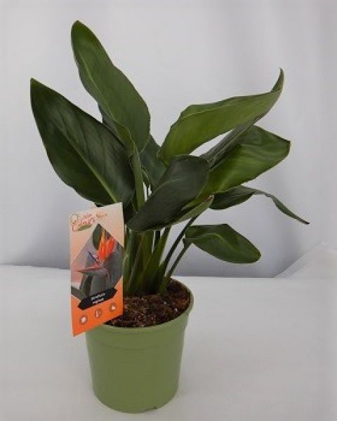 STRELITZIA REGINAE