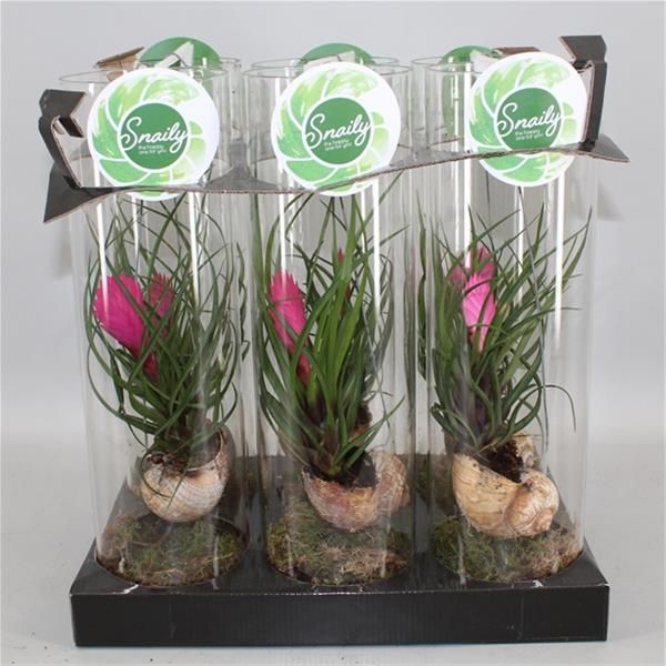 TILLANDSIA CYANEA SNALLY