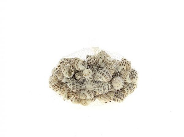 19TQF2026 COQUILLAGE