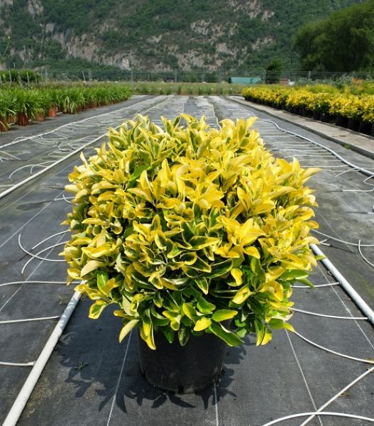 EUONYMUS AUREA