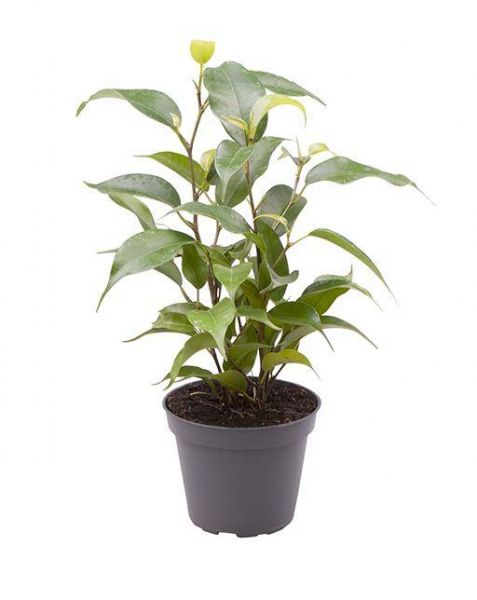 FICUS BENJAMINA