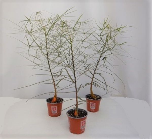 BRACHYCHITON RUPESTRIS