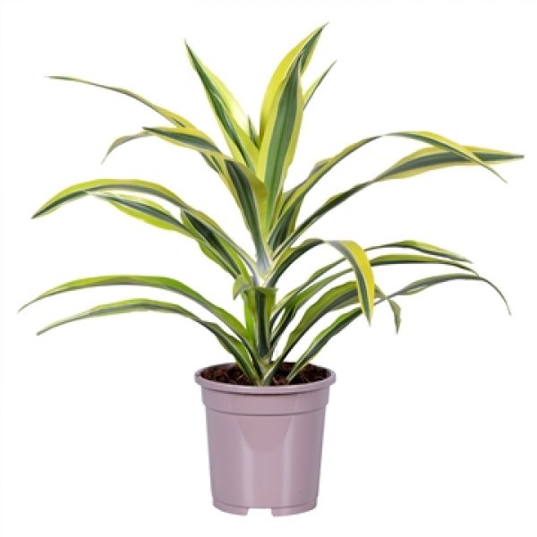 DRACAENA LEMON LIME