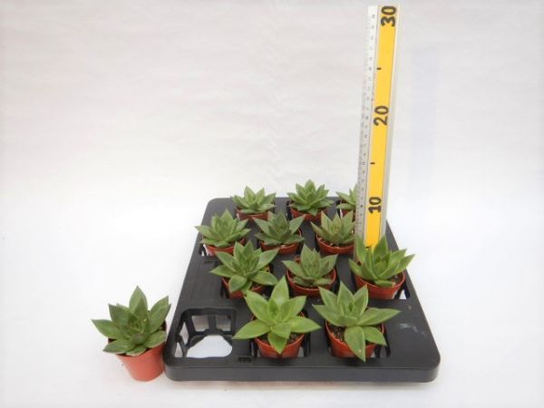 ECHEVERIA AGAVOIDES