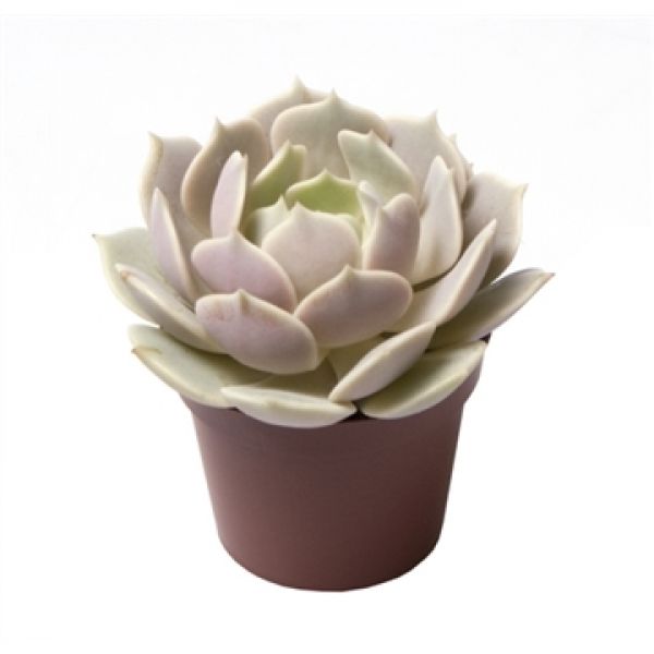 ECHEVERIA LOLA