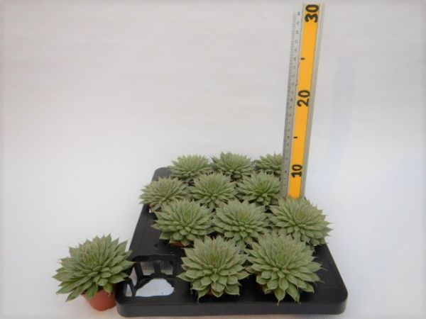 GRAPTOPETALUM FILIFERUM