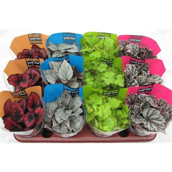 BEGONIA REX MIX