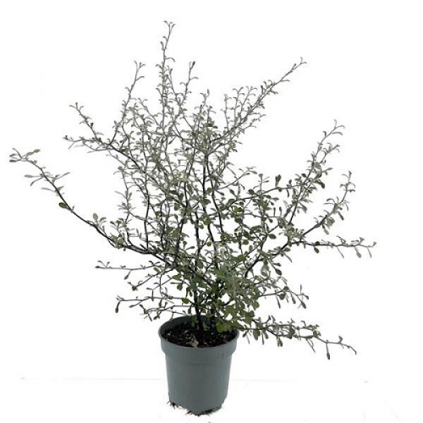COROKIA MAORI GREEN