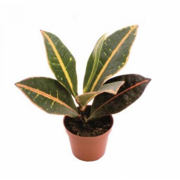 CROTON PETRA/ CODIAEUM