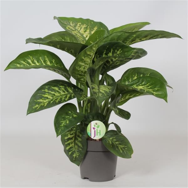 DIEFFENBACHIA SEGUINE REEVA