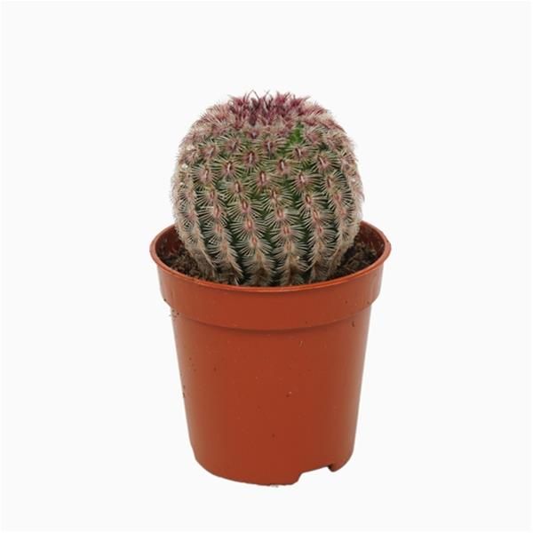 ECHINOCEREUS PECTINATUS