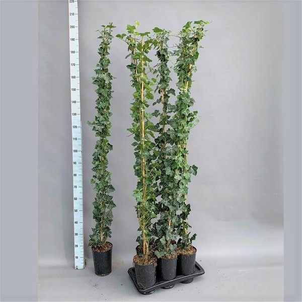 HEDERA HIBERNICA