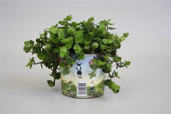 CALISIA REPENS