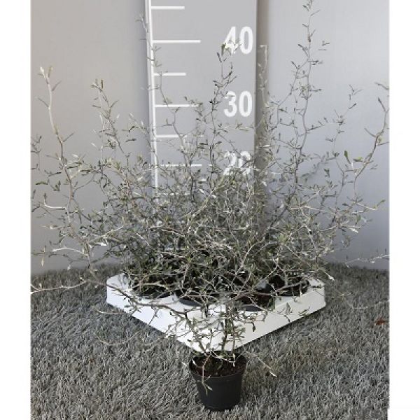 COROKIA COTONEASTER MINI