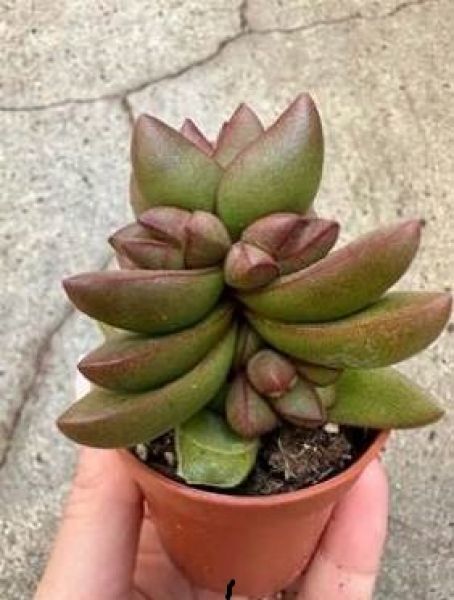 CRASSULA CAPITELLA