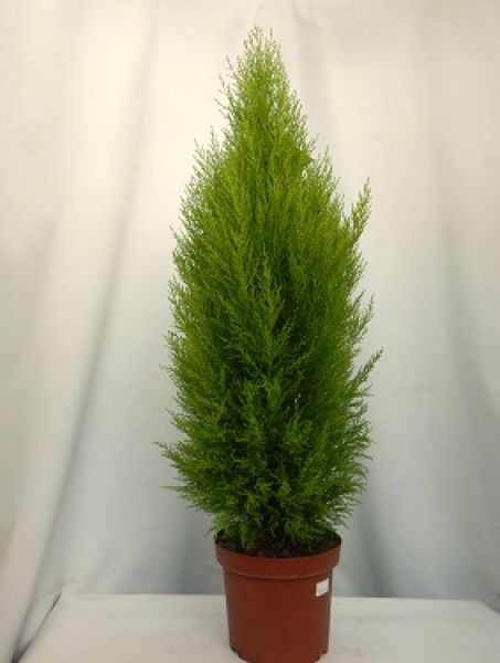 CUPRESSUS GOLDCREST WILMA
