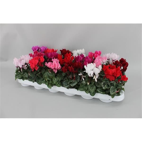 CYCLAMEN PERSICUM VERANO