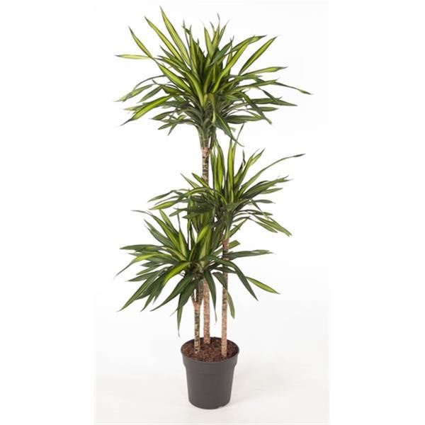 DRACAENA FRAGRANS RICKI