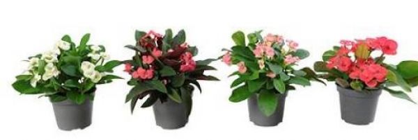 EUPHORBIA MILII
