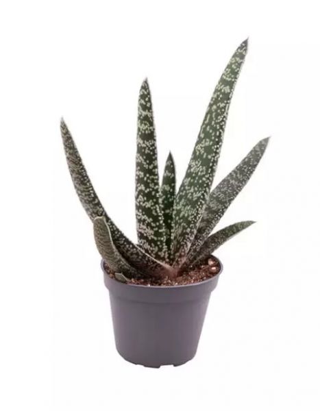 GASTERIA GASWORTHIA