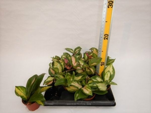 HOYA CARNOSA TRICOLOR