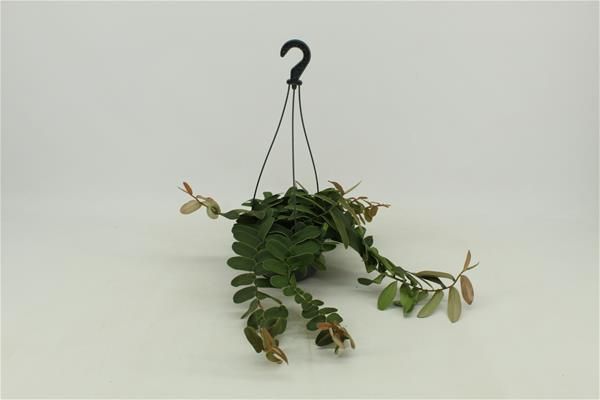 MARCGRAVIA SINTENISII