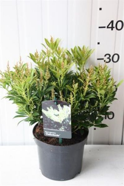 PIERIS JAPONICA DEBUTANTE