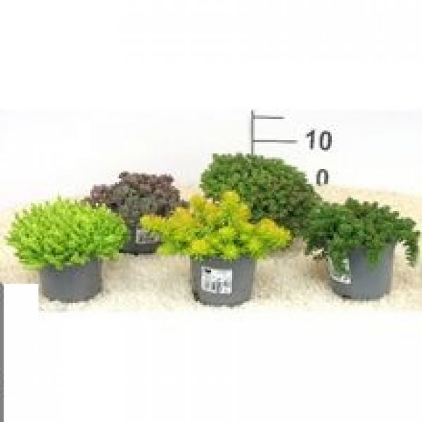 SEDUM MIX