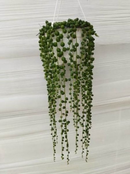 SENECIO ROWLEYANUS