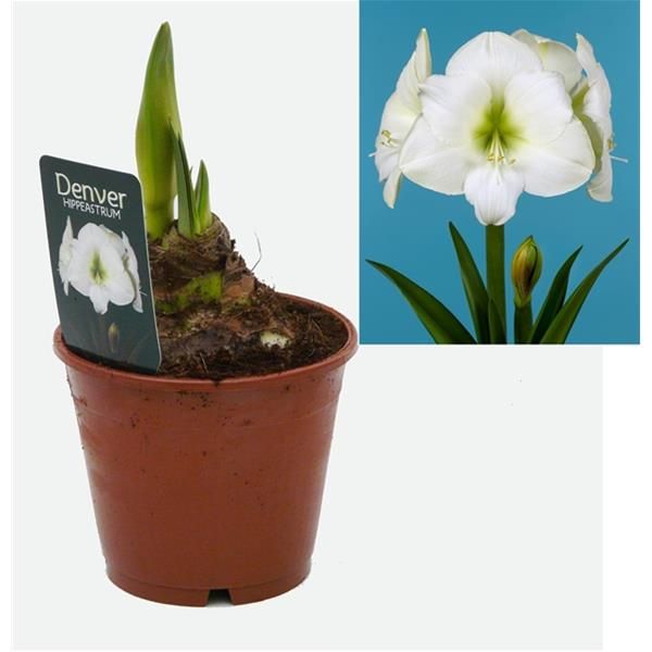 AMARYLLIS DENVER