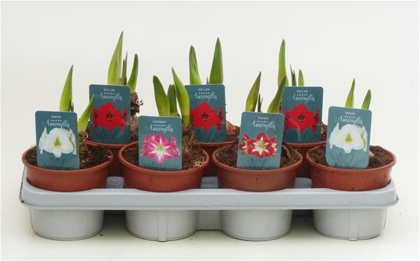 AMARYLLIS MIX