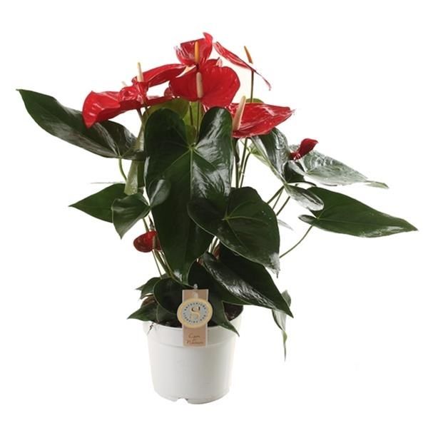 ANTHURIUM OKLAHOMA