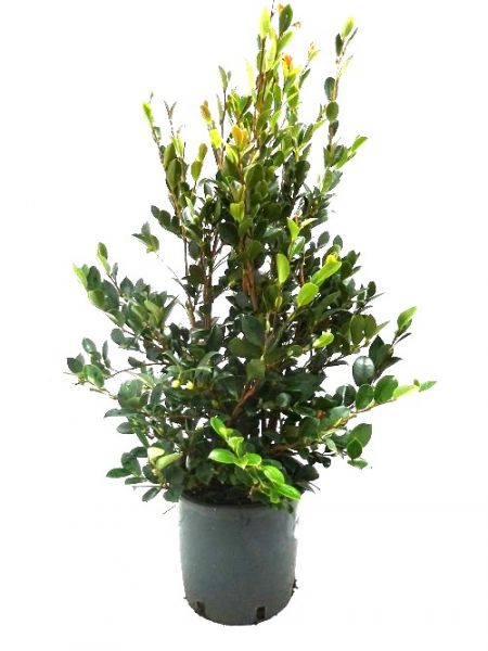 CAMELLIA SASANQUA