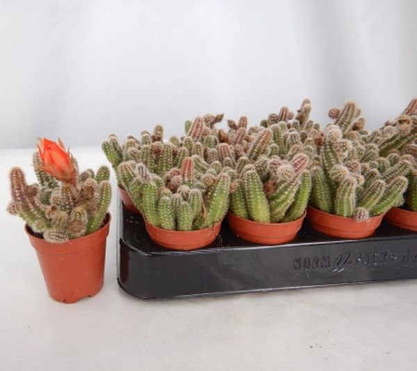 CHAMAECEREUS SILVESTRII
