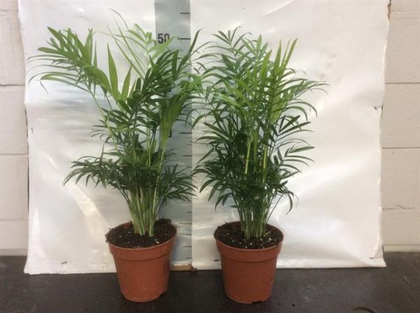 CHAMAEDOREA ELEGANS