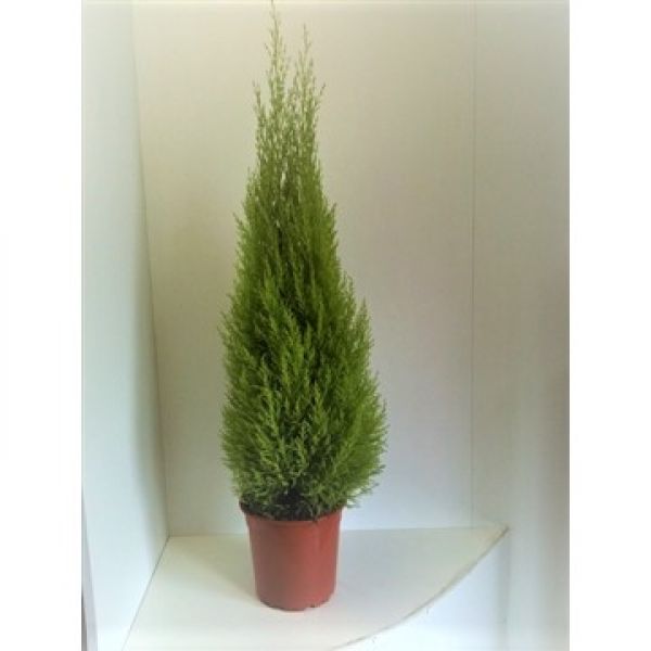CUPRESSUS GOLDCREST WILMA