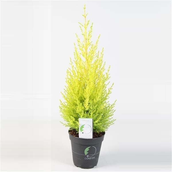 CUPRESSUS GOLDCREST WILMA