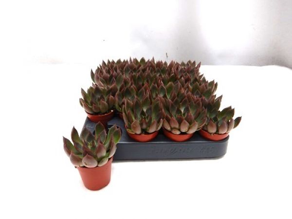ECHEVERIA RED GLOW