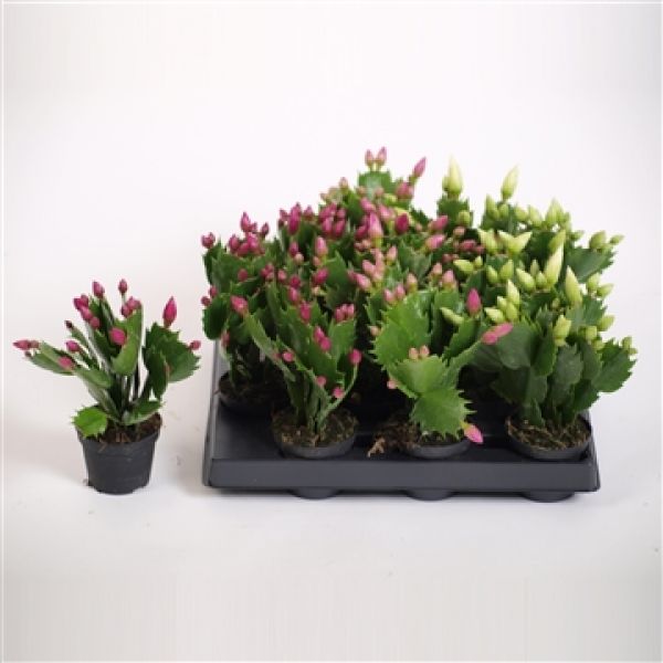 EPIPHYLLUM SCHLUMBERGERA