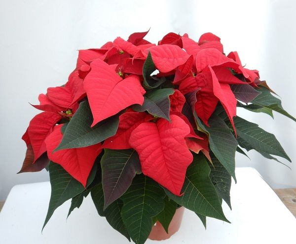 POINSETTIA TOUFFE