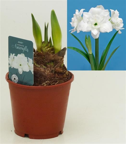 AMARYLLIS AKIKO