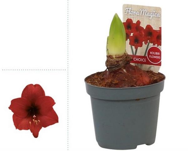 AMARYLLIS KOLIBRI