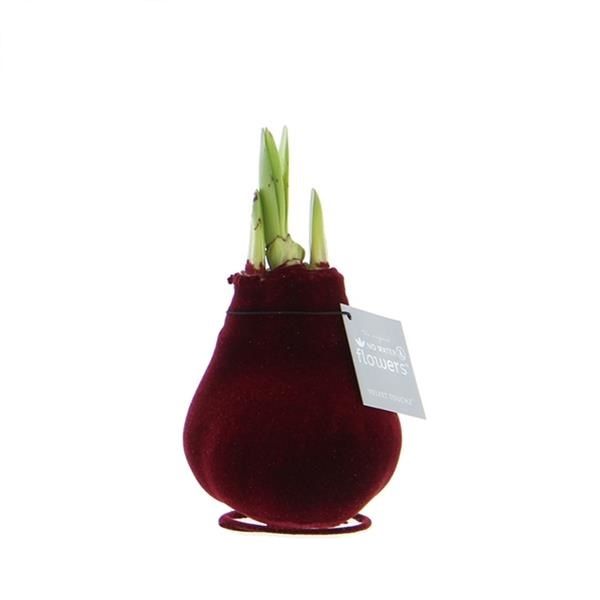 AMARYLLIS VELVET TOUCHE