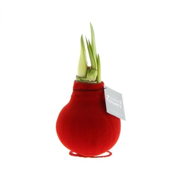 AMARYLLIS VELVET TOUCHE