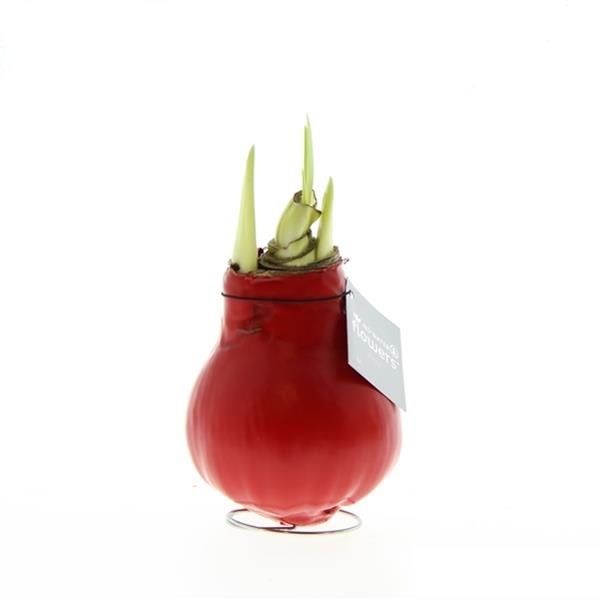 AMARYLLIS WAX