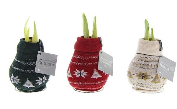 AMARYLLIS WAX NORDIC